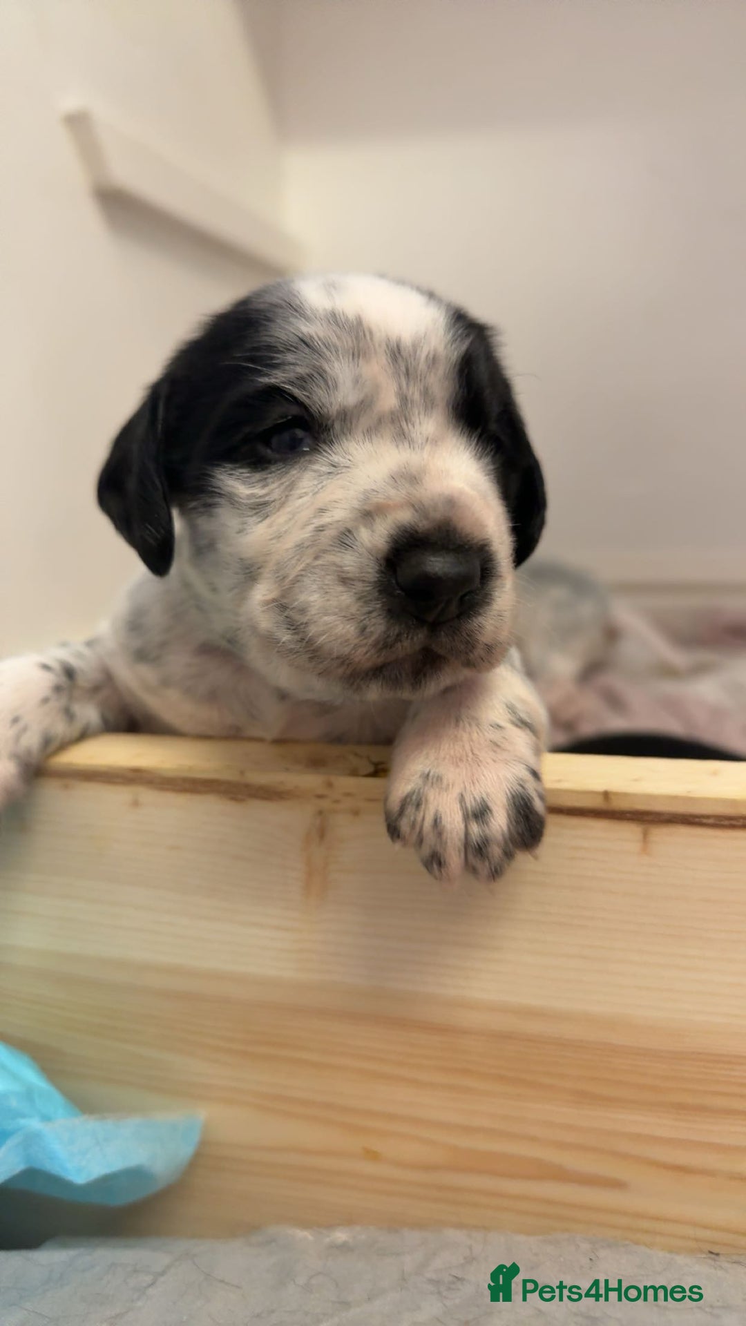 Mixed Breed dogs for sale: Dalmatian X Cocker spaniel - Advert 10