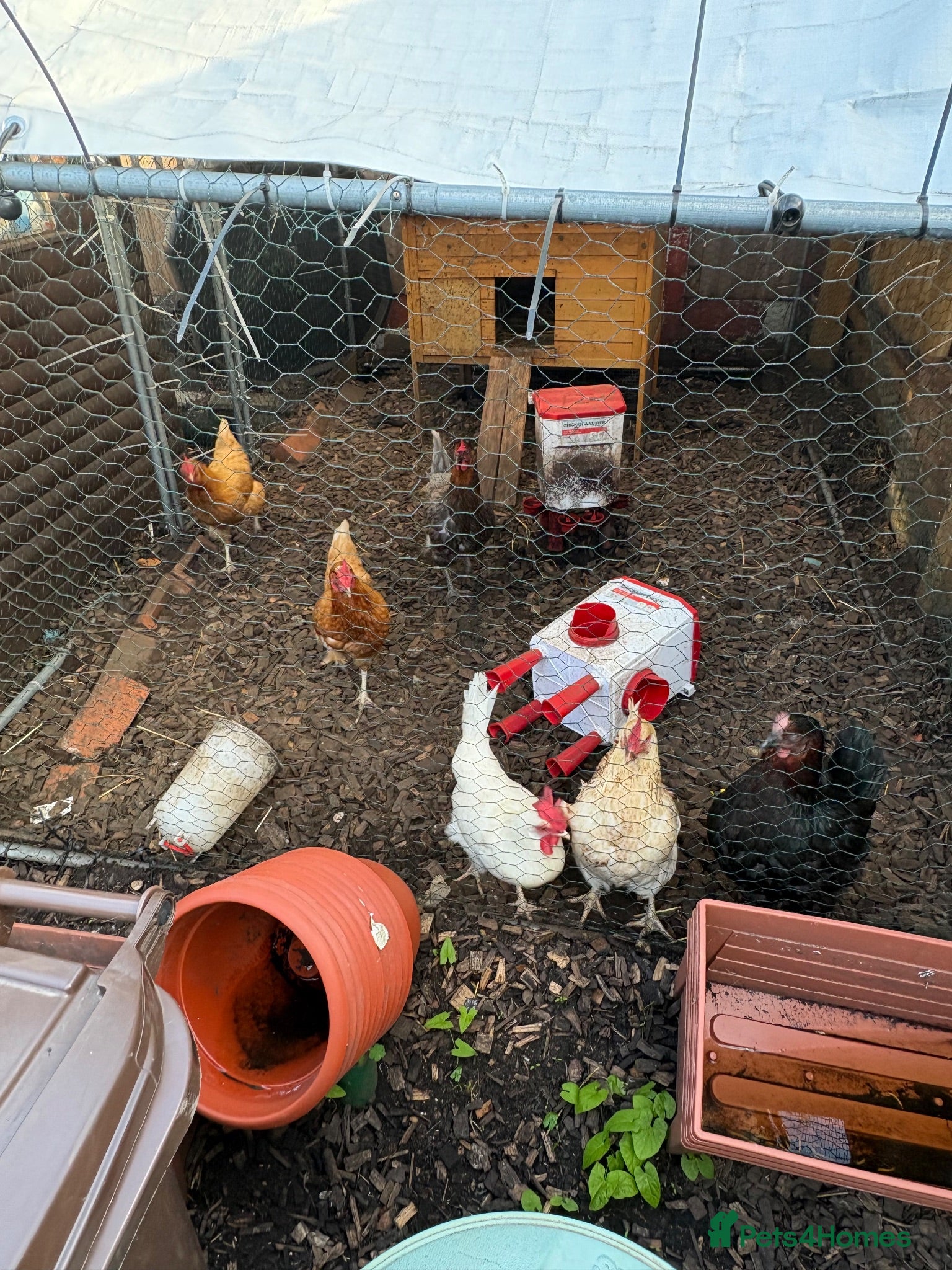 Chickens poultry 6 hens for rehome - Advert 4