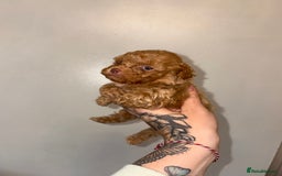 Shihpoo dogs for sale: Shihpoo - Image 3