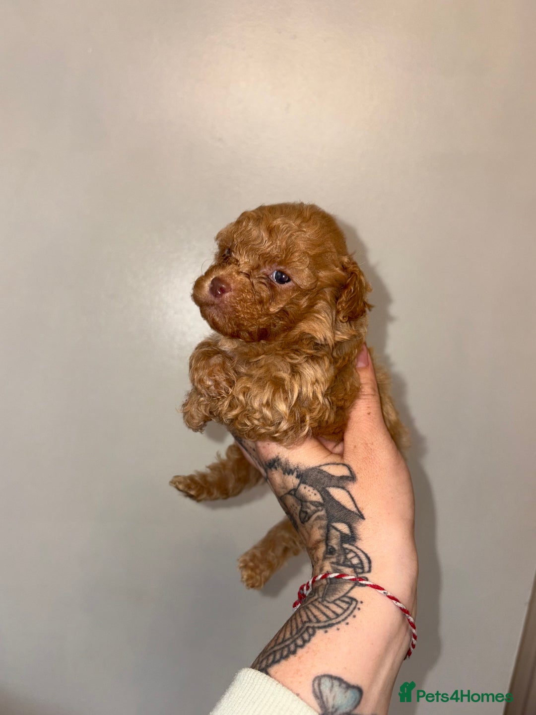 Shihpoo dogs for sale: Shihpoo - Image 3