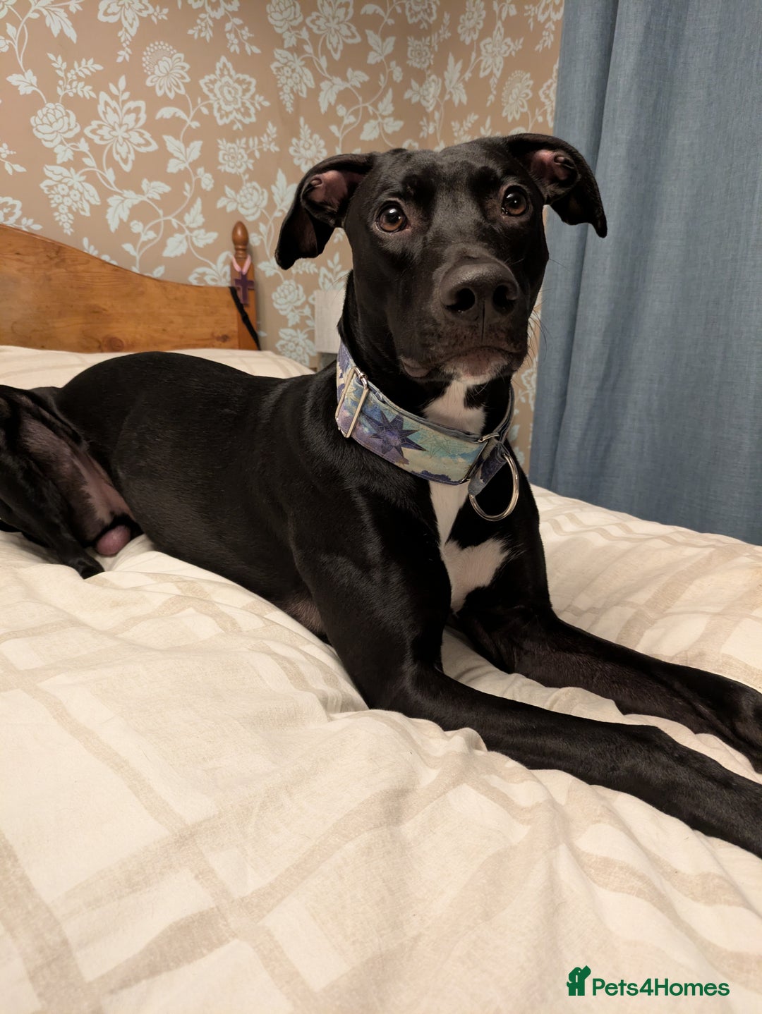 Lurcher dogs for sale: Lurcher - Advert 9