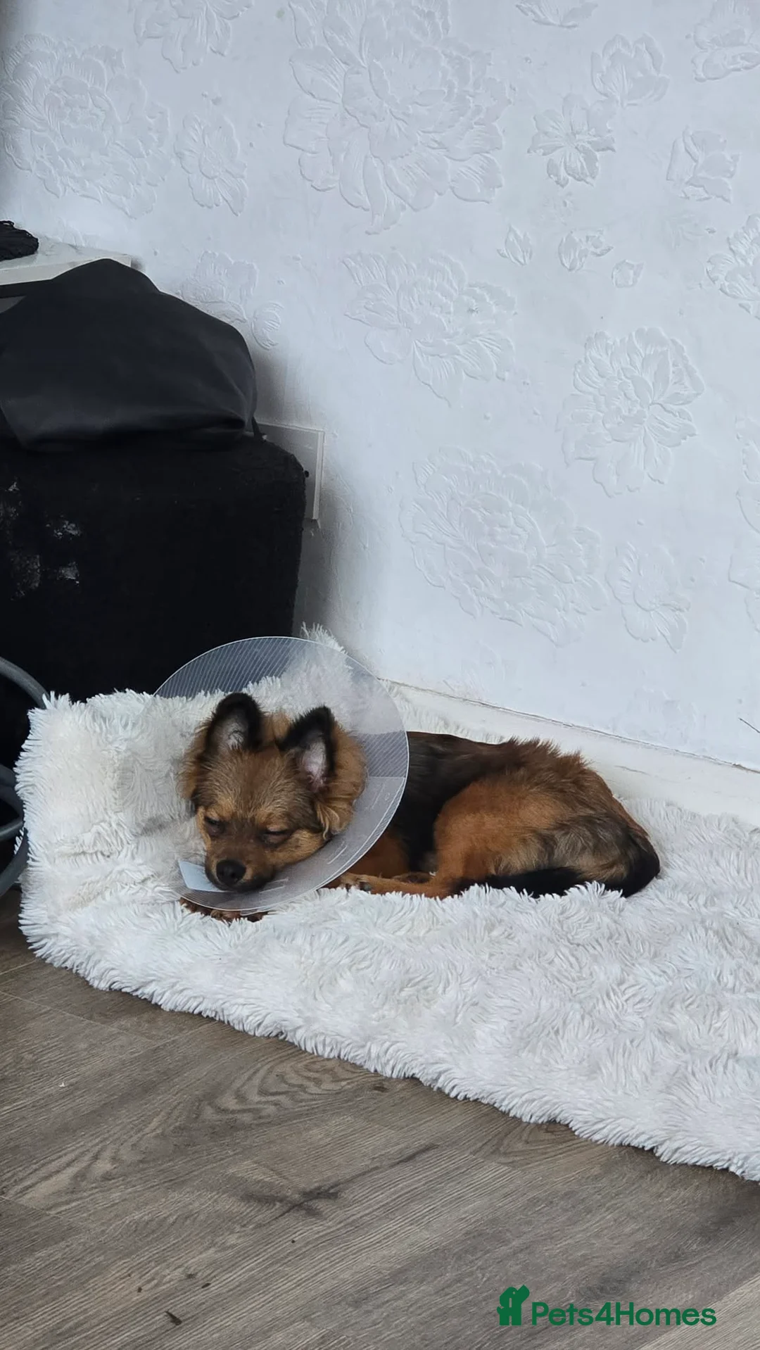 Pomeranian dogs for sale: Brindle pomeranian  in Bridgwater - Advert 2