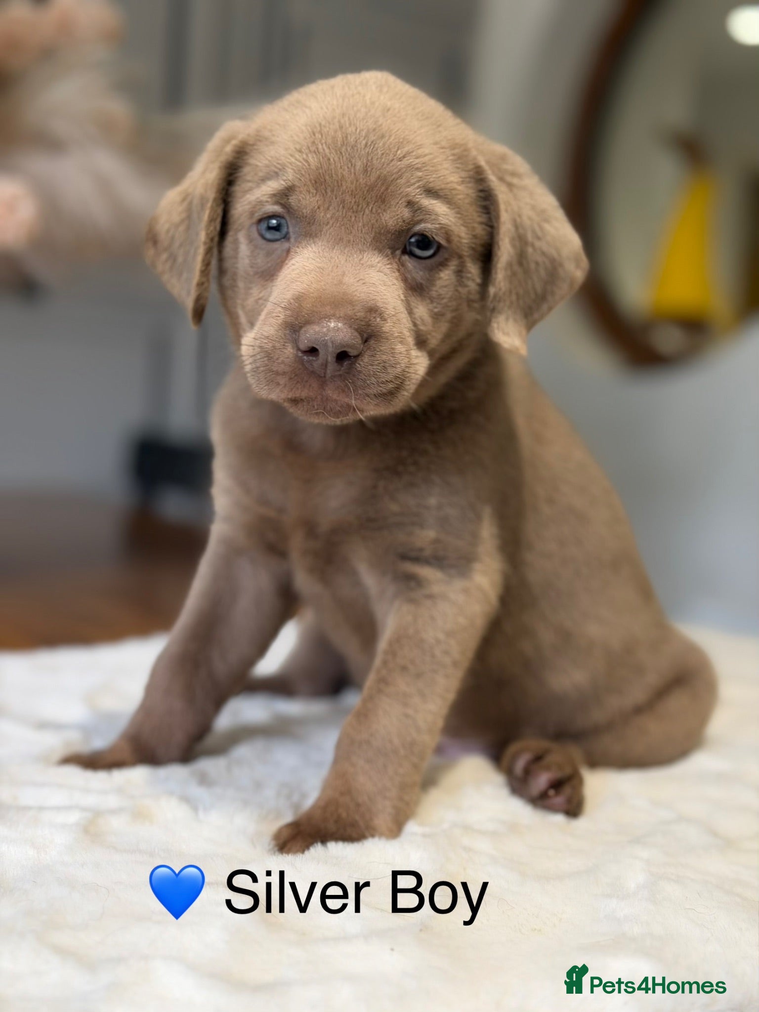 Labrador Retriever dogs Stunning Silver Charcoal Champagne Labrador pups - Advert 1