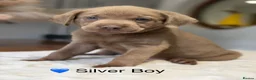 Labrador Retriever dogs for sale: Health tested yellow/champagne Labrador puppies - Advert 4