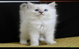 Ragdoll cats for stud: GCCF/TICA GrandChampion Bloodline Ragdoll for Stud in Accrington - Image 6