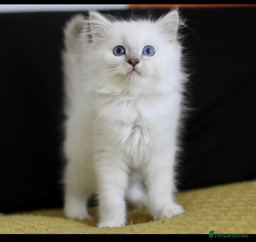Ragdoll cats for stud: GCCF/TICA GrandChampion Bloodline Ragdoll for Stud in Accrington - Image 6