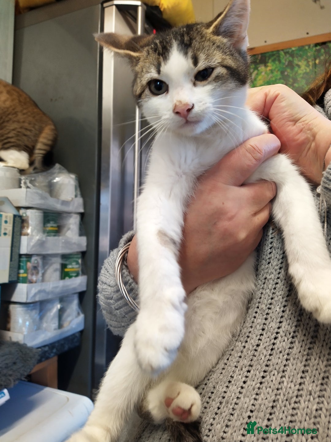 Mixed Breed cats for sale: Fizzys babies - Advert 5