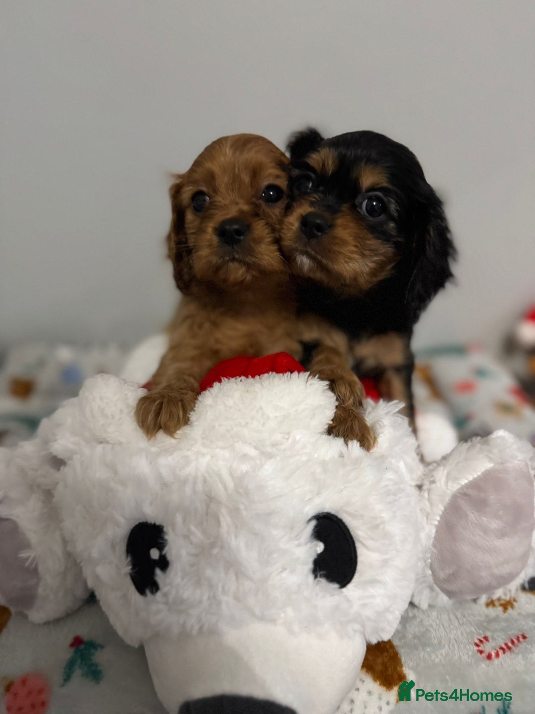 Cavalier King Charles Spaniel dogs for sale: Cavalier King Charles Spaniel Pups KC Reg - Advert 20