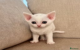 Devon Rex cats for sale: Beautiful white girl ready 17th August  - Image 6