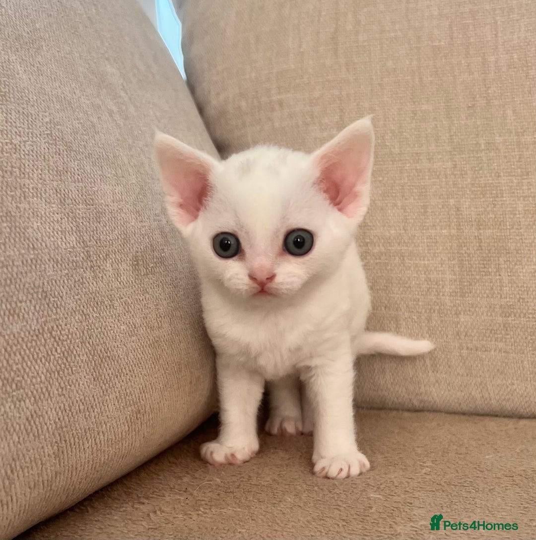Devon Rex cats for sale: Beautiful white girl ready 17th August  - Image 6