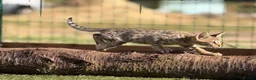 Savannah cats for sale: SBT SNOW & BST SAVANNAHS KITTENS - Advert 5