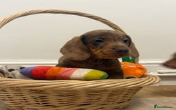 Miniature Dachshund dogs for sale: Minature dachshund pups  - Image 21