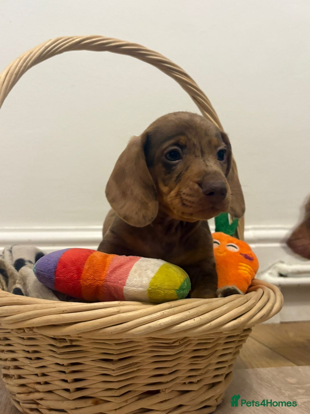 Miniature Dachshund dogs for sale: Minature dachshund pups  - Image 21