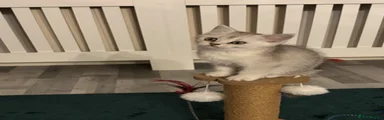 Scottish Fold 1