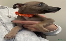 Whippet dogs for sale: Whippets for sale - Image 9