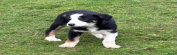 Border Collie dogs for sale: Border Collie Pups in Machynlleth - Advert 21