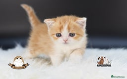 Scottish Fold cats for sale: LICENSED CATTERY, PURE BREED TOP QUALITY KITTENS - Image 12