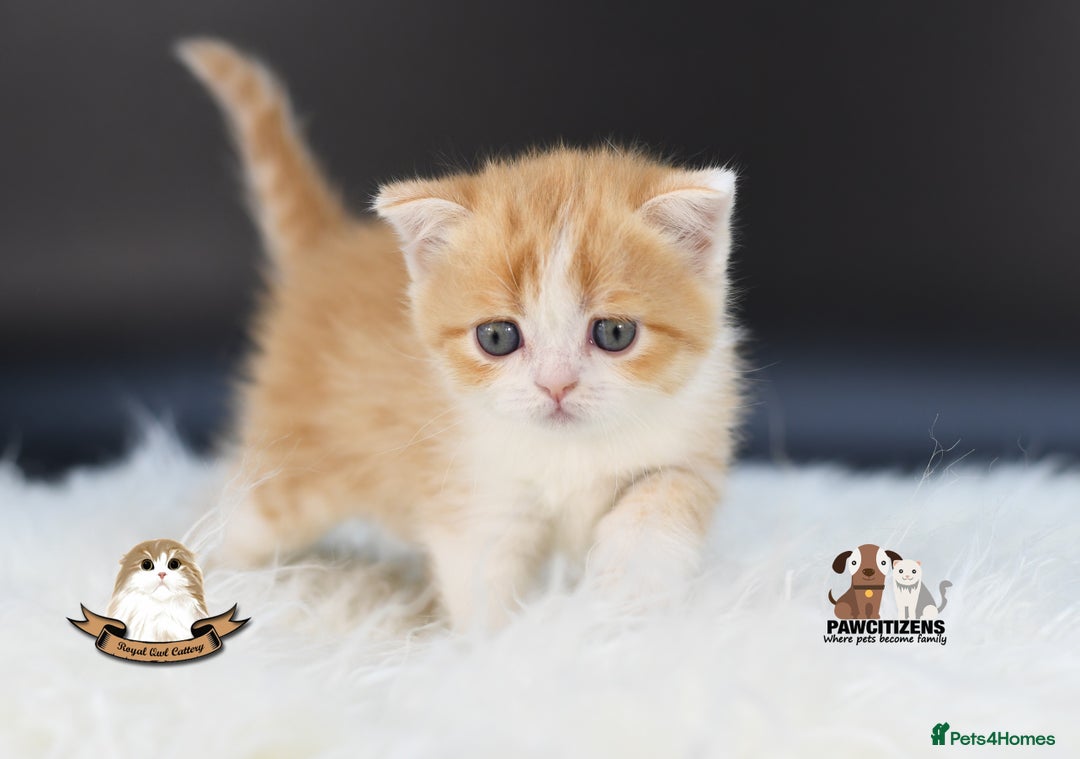 Scottish Fold cats for sale: LICENSED CATTERY, PURE BREED TOP QUALITY KITTENS - Image 12