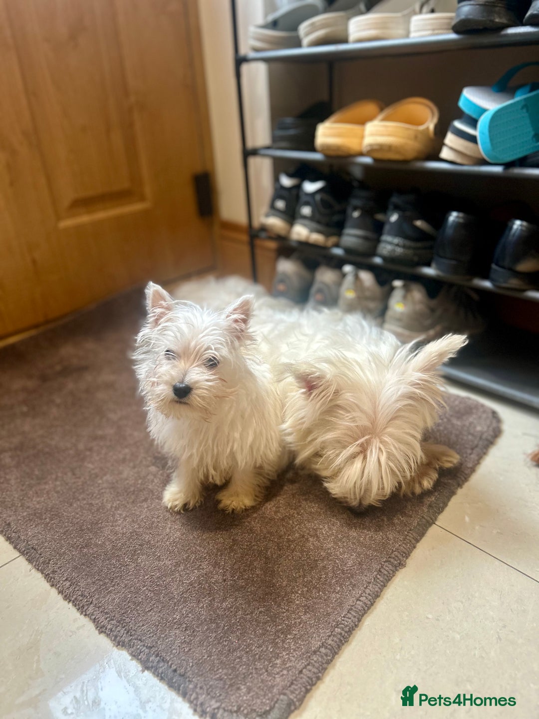 West Highland Terrier dogs for sale: 🐾💙Very Handsome Westie Boy Ready Now 💙🐾 - Advert 29