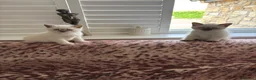 British Shorthair cats for sale: British shorthair colourpoint kittens - Advert 4