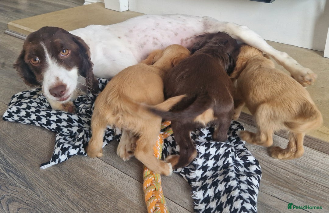 Cocker Spaniel dogs for sale: Cocker spaniels only 3 left  - Image 10
