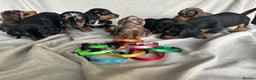 Miniature Dachshund dogs for stud: Mr Brown VERY SMALL Health tested KC reg Stud in Romford - Advert 11