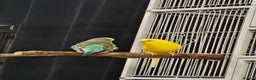 Budgerigars birds for sale: 2 budgies 1 male 1 female and cage - Advert 2