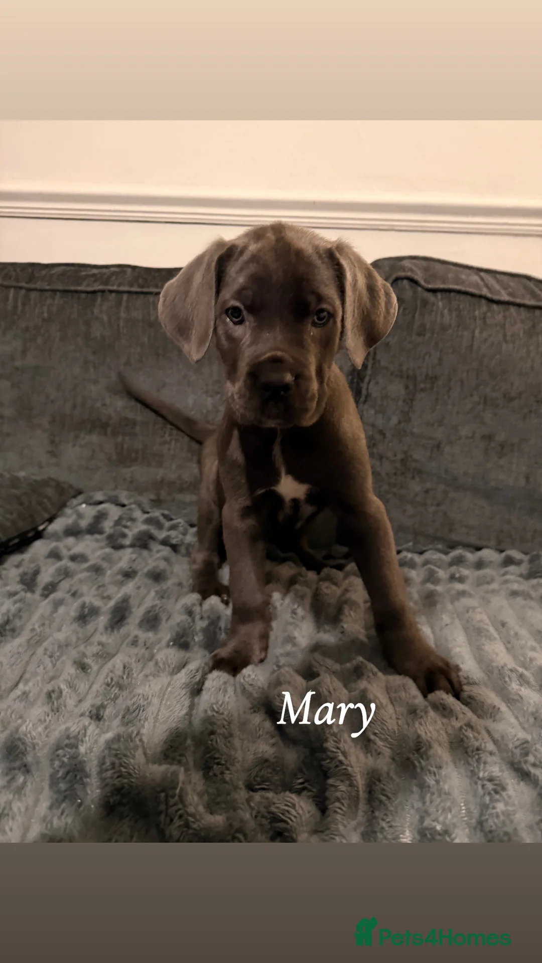 Cane Corso dogs for sale: Blue/lilac cane corsos  - Advert 25