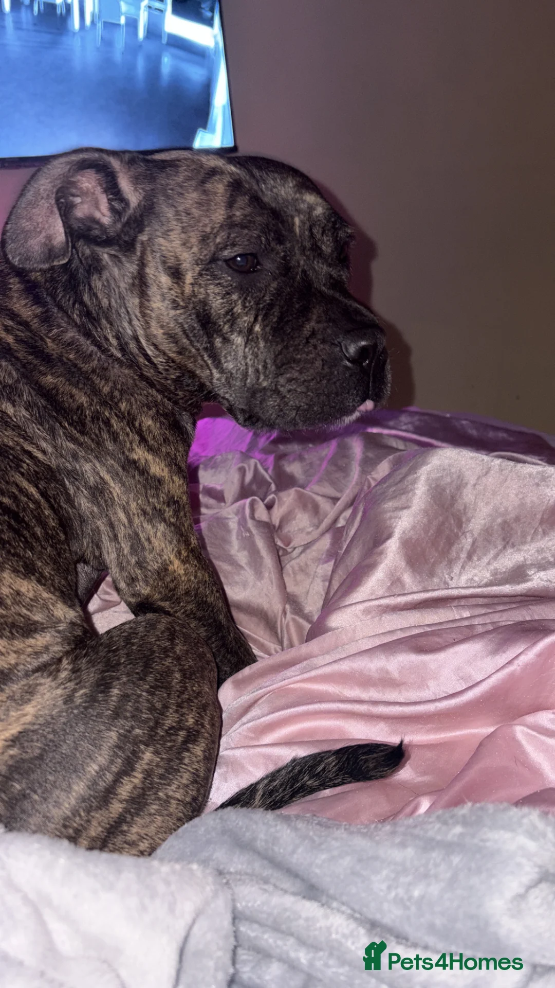 Staffordshire Bull Terrier dogs for sale: Narla x  - Advert 8