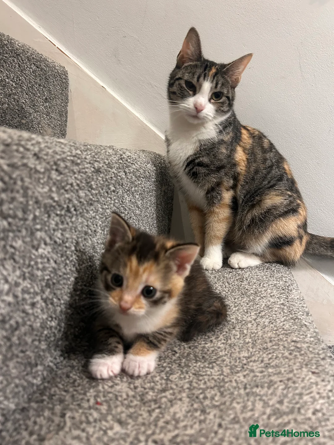 Mixed Breed cats for sale: Adorable Healthy Kittens - Ready for loving homes - Advert 2