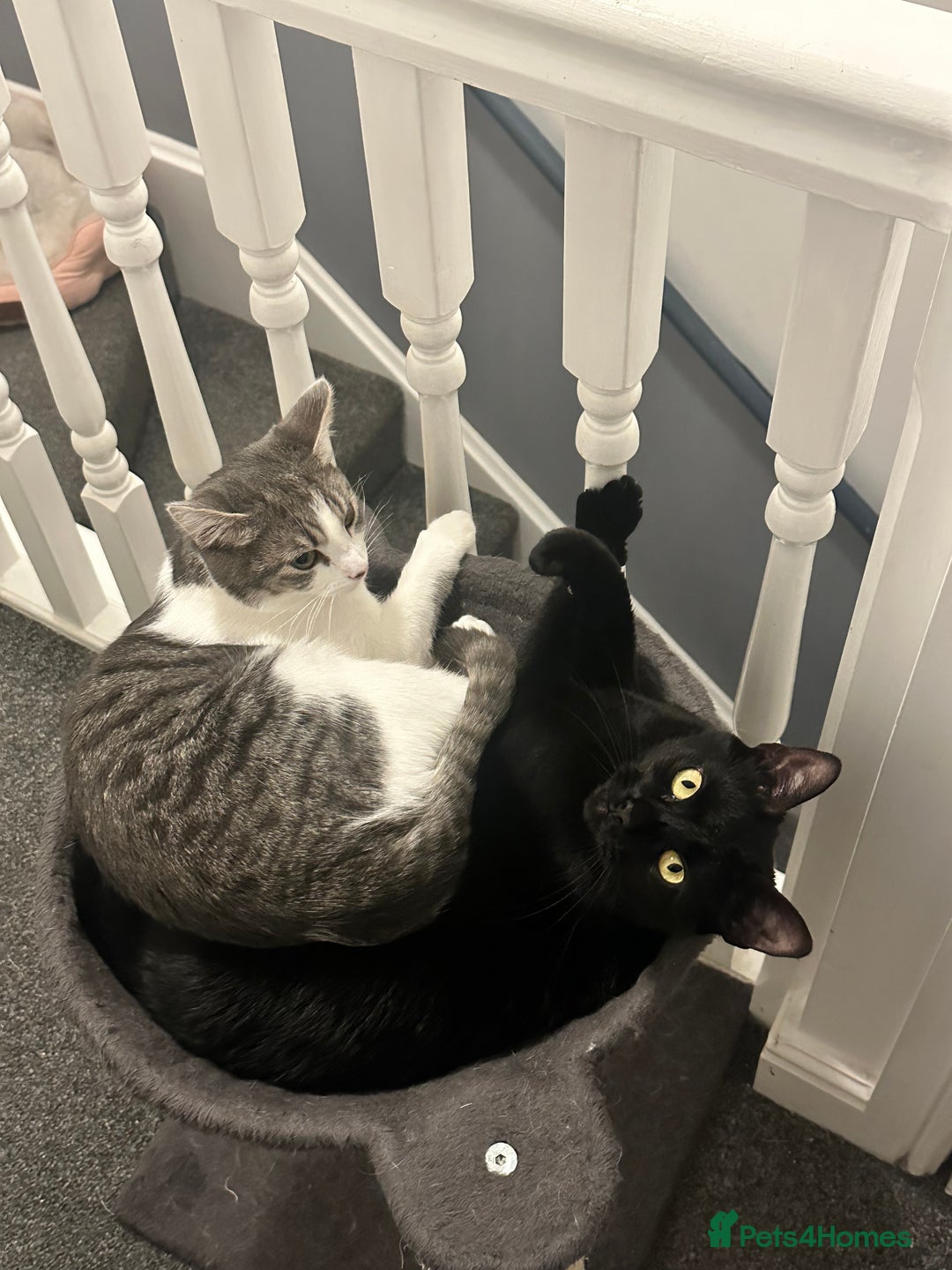 British Shorthair cats for sale: Two British short haired cats for sale  - Advert 9