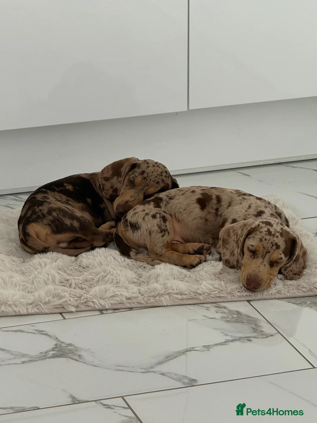 Miniature Dachshund dogs for sale: 2 miniature Male dachshunds  in Whitby - Advert 1