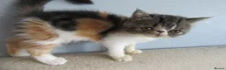 Exotic cats for sale: Super sweet Exotic female kitten READY NOW - Advert 33