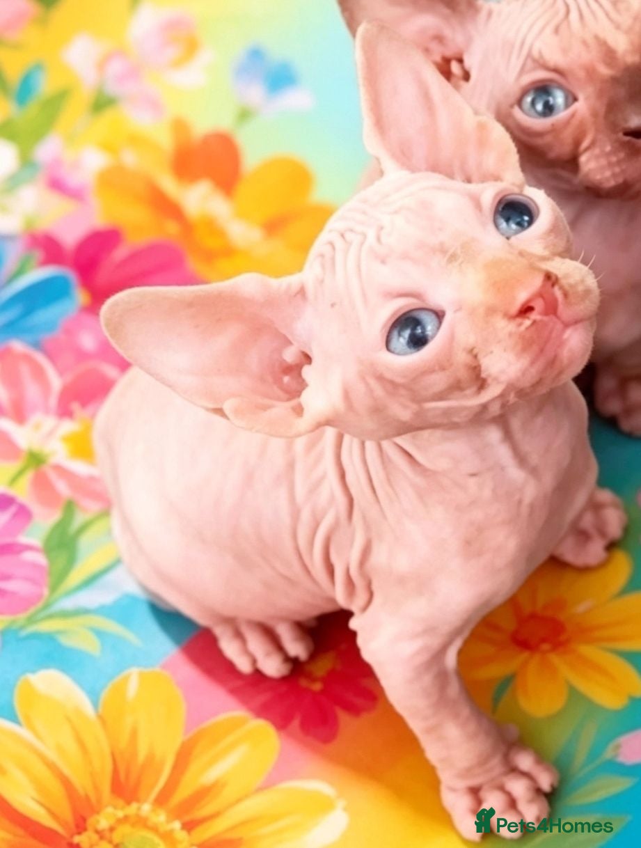 Sphynx cats STUNNING RED/SILVER SPHYNX BOY KITTEN  - Advert 1