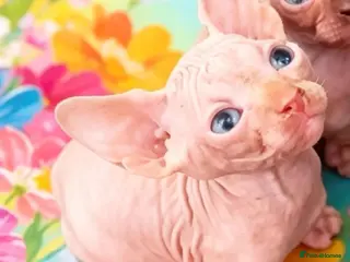 Sphynx cats STUNNING RED/SILVER SPHYNX BOY KITTEN - Advert 1
