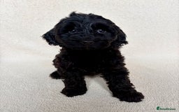 Cockapoo dogs for sale: Amazing Bundles of Joy  - Image 1