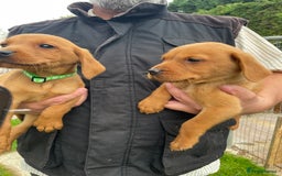 Labrador Retriever dogs for sale: Fox Red/ black Labrador puppies  - Image 4