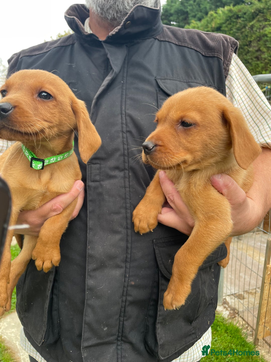 Labrador Retriever dogs for sale: Fox Red/ black Labrador puppies  - Image 4