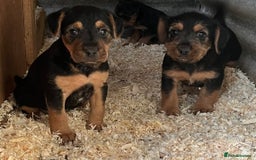 Mixed Breed dogs for sale: Lakeland x Russell puppies - Image 6