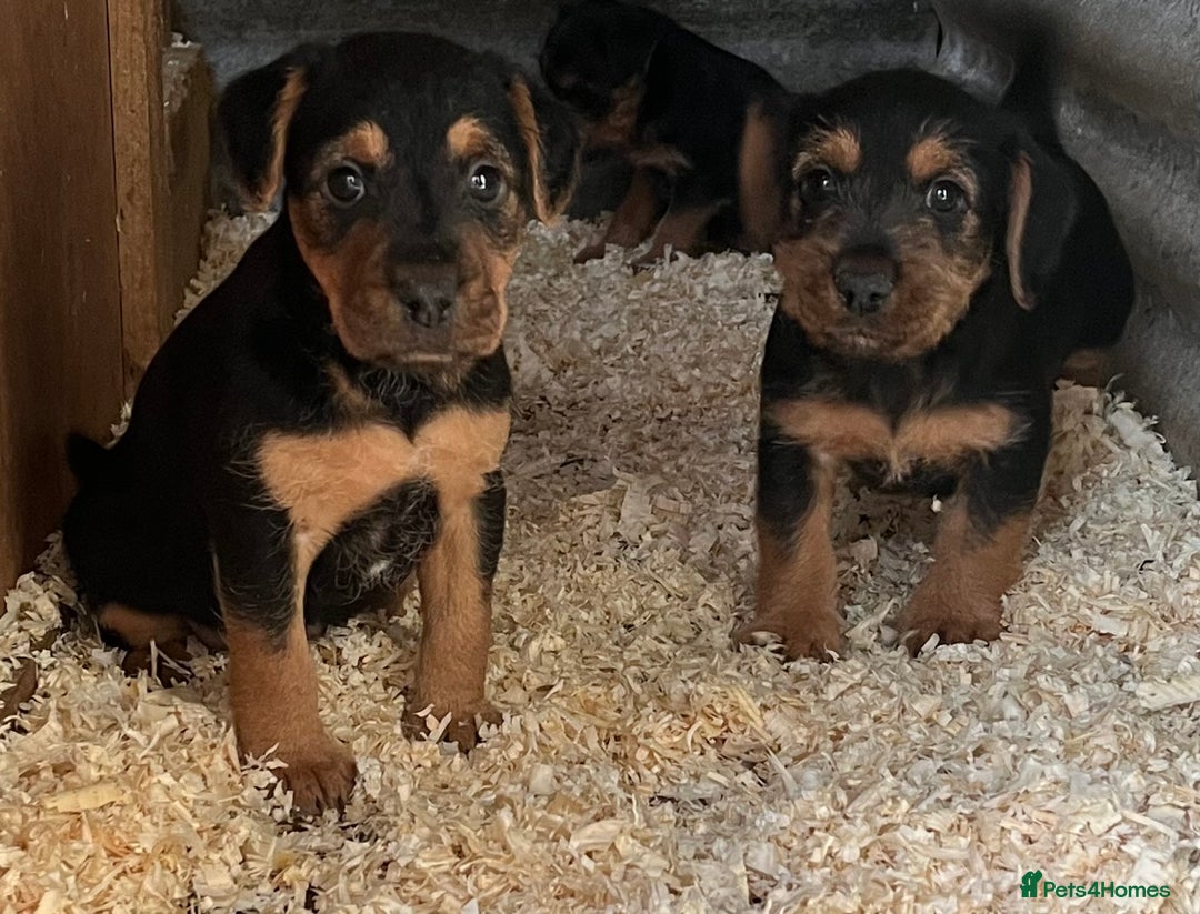 Mixed Breed dogs for sale: Lakeland x Russell puppies - Image 6