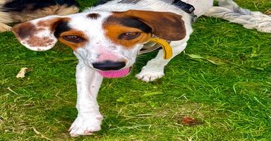 Foxhound dogs - Advert 4