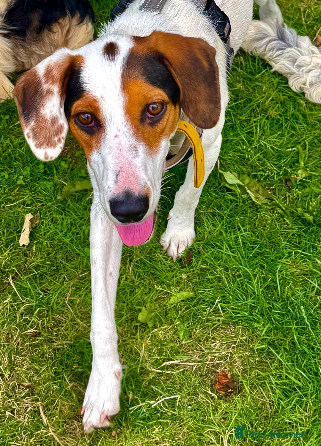 Foxhound dogs for adoption: Hugo – The Puppy Who Survived the Silence - Image 1