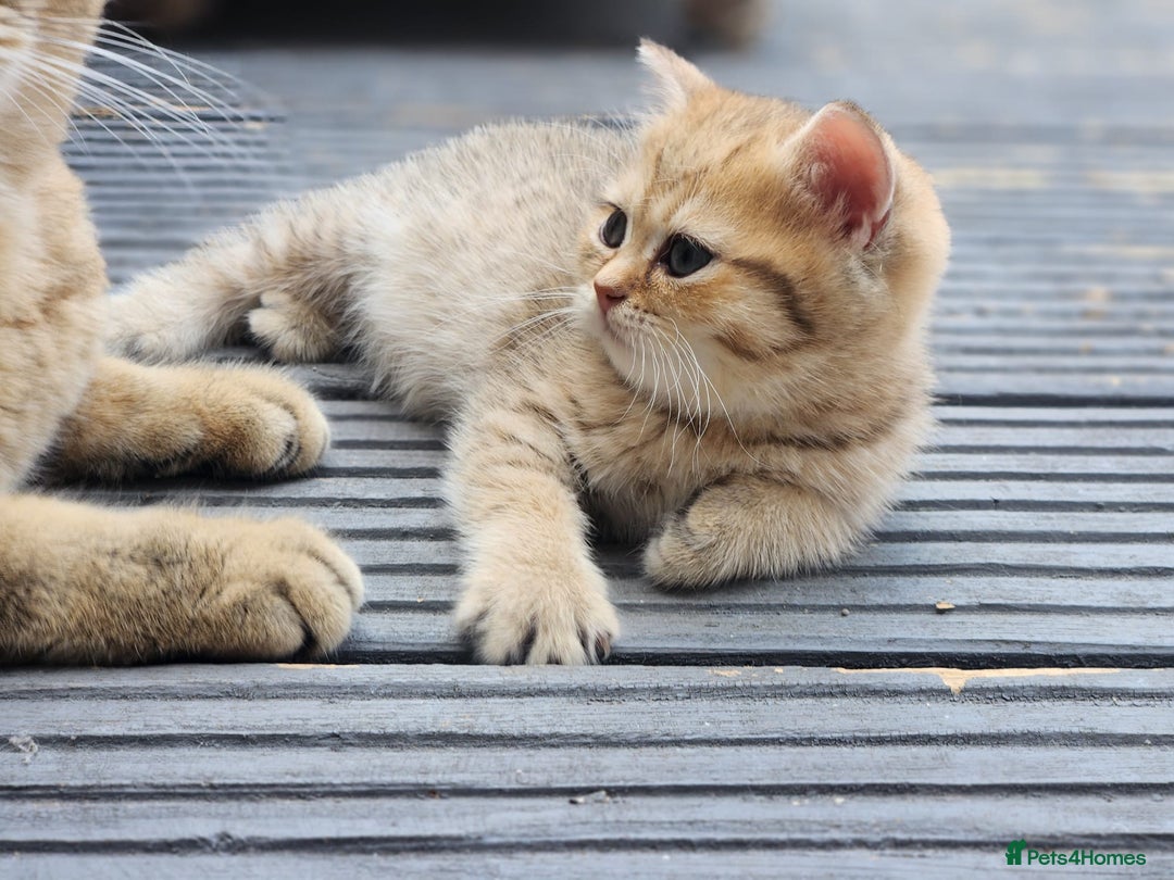 British Shorthair cats for sale: Tica reg Golden Shaded British shorthair kittens. - Image 10
