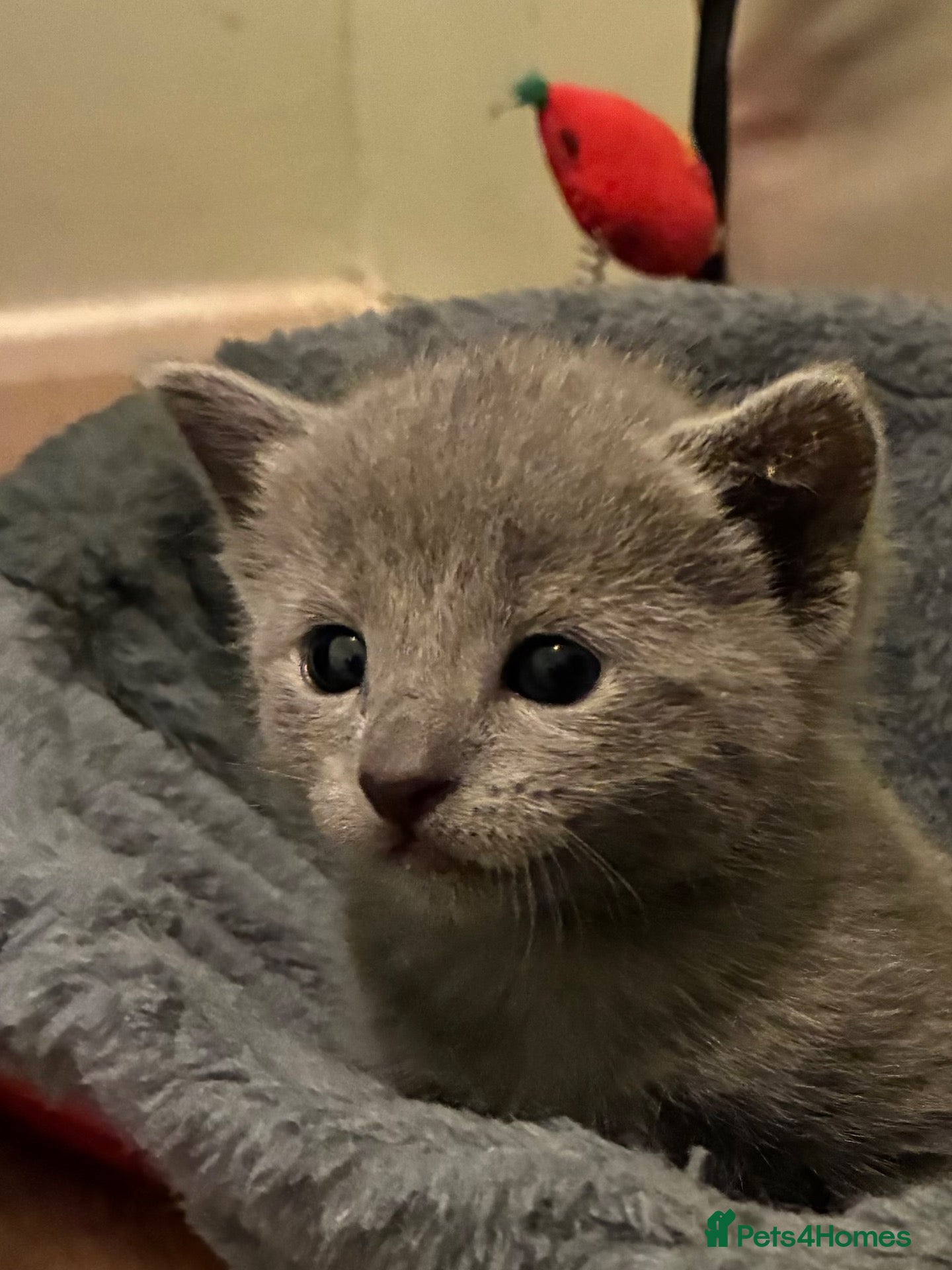 Russian Blue cats TICA 5* pedigree Russian Blue Kittens - Advert 2