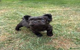 French Bulldog dogs for sale: *Fluffy French Bulldog Pups-4 reserved* - Image 26
