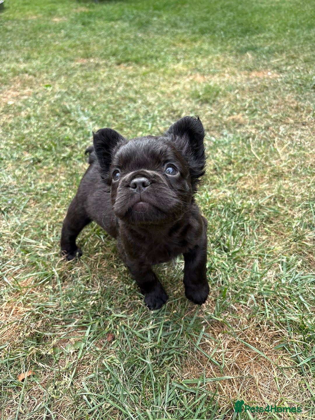 French Bulldog dogs for sale: *Fluffy French Bulldog Pups-4 reserved* - Image 26