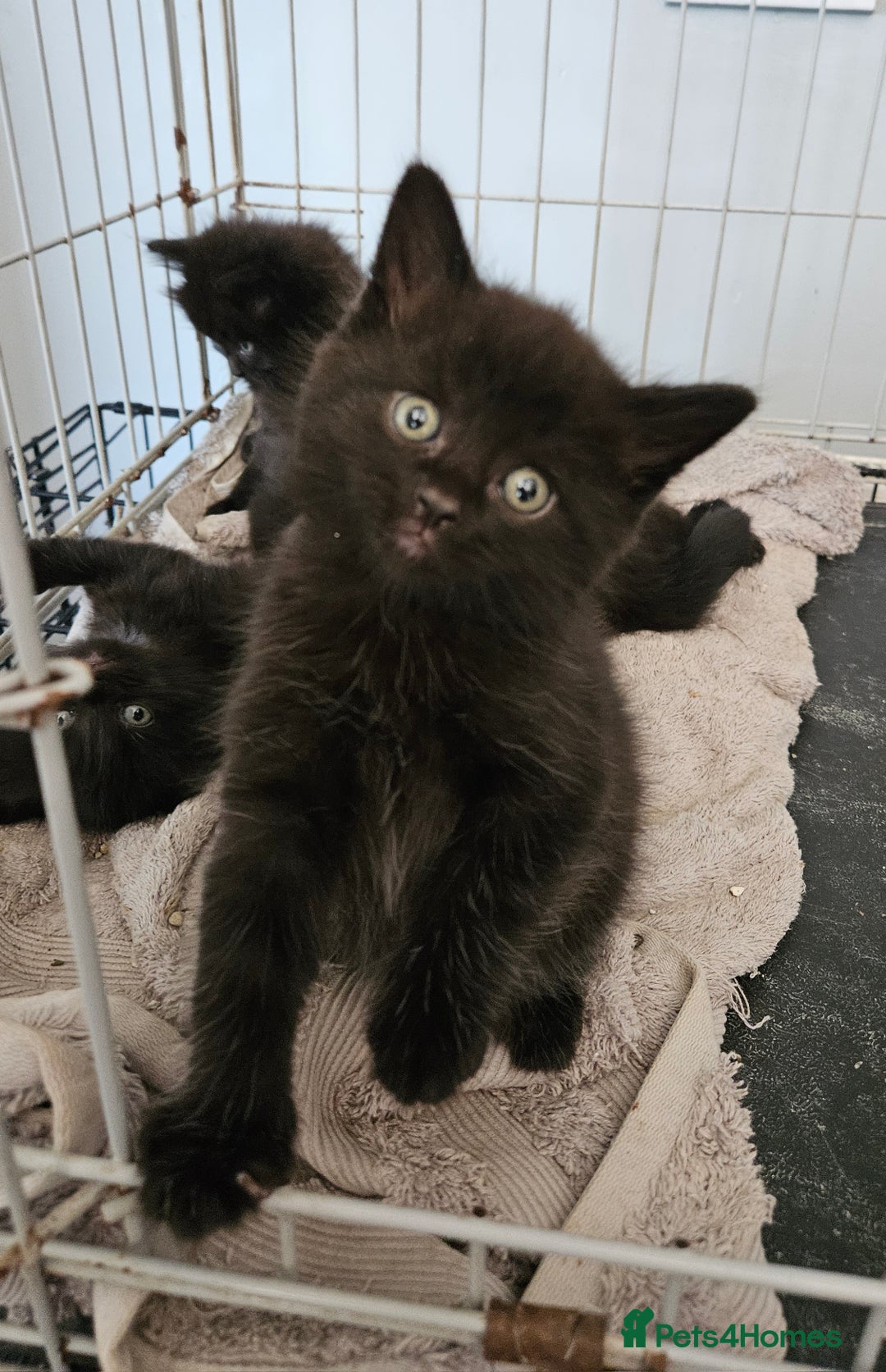 Maine Coon cats for sale: Beautiful black fluffy part maincoon kittens - Image 8