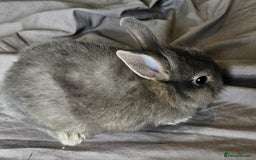 Mini Lop rabbits for sale: Mini lop and dwarf  - Image 7