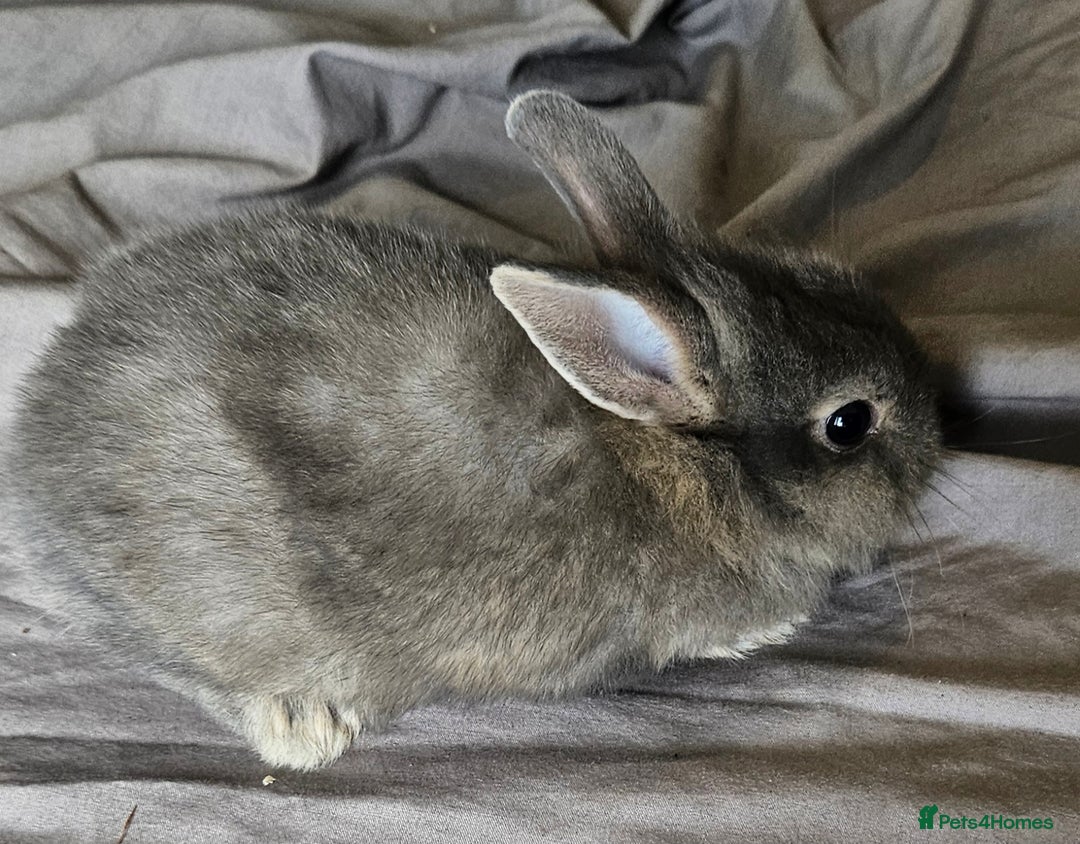 Mini Lop rabbits for sale: Mini lop and dwarf  - Image 7