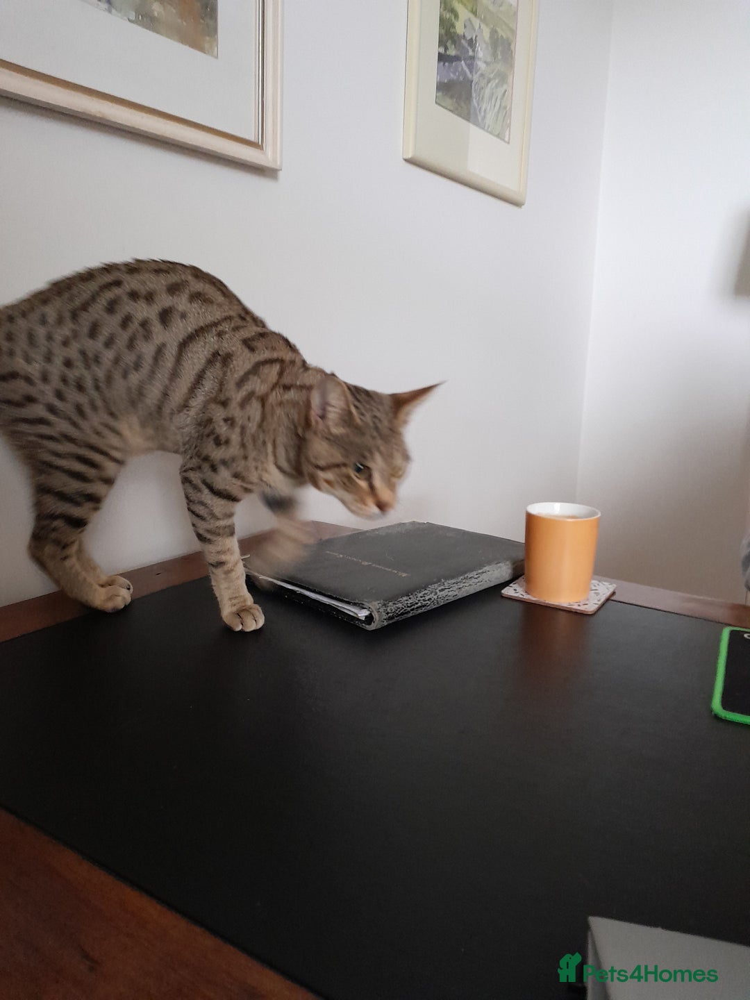 Savannah cats for sale: ACTIVE TICA Reg F3 Pedigree Savannah Lady TICA Reg - Image 17